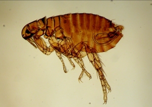 ノミ駆除なら家守