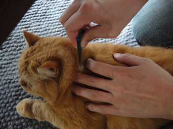 ノミ駆除なら家守